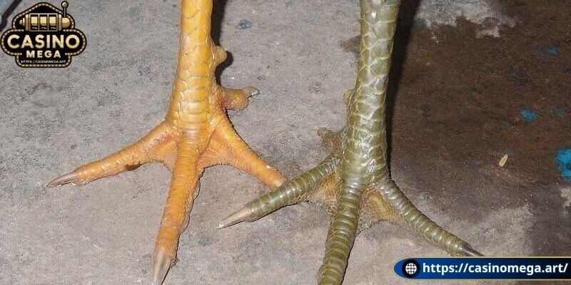 Chiến kê linh hoạt hơn với vảy độc