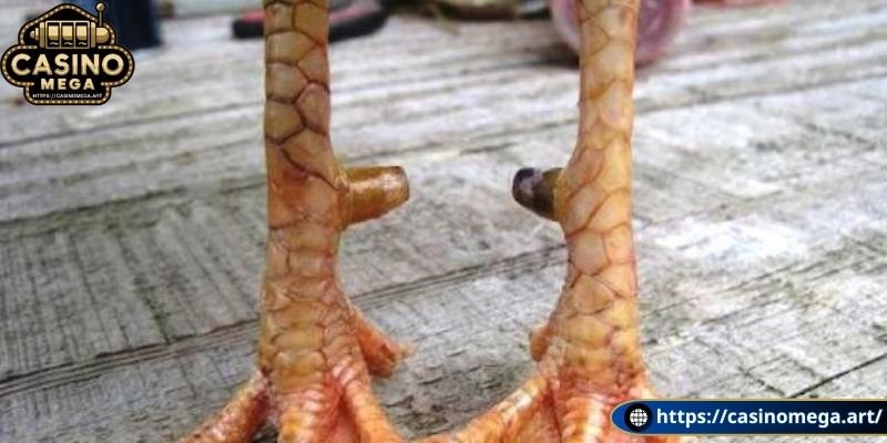 Các đặc điểm nổi của vảy gà chọi độc