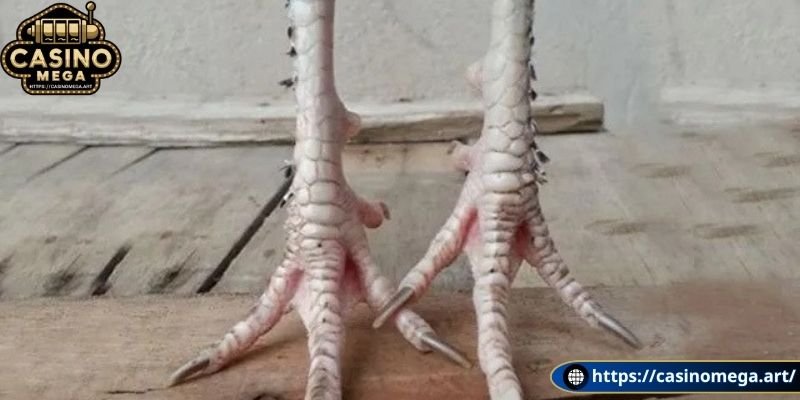 Một số lưu ý về vảy gà độc