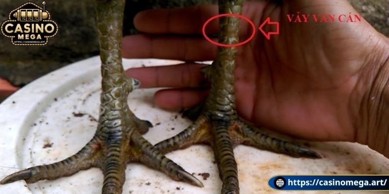 Cách phân biệt với vảy gà khác